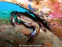 Swimmer Crab - Portunus pelagicus by Hansruedi Wuersten 